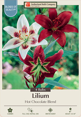Asiatic Lily 'Hot Chocolate' Mix