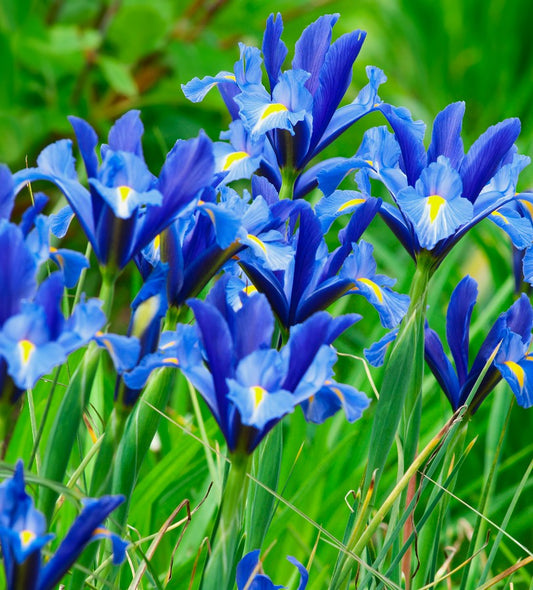 Dutch Iris 'Sapphire Beauty'