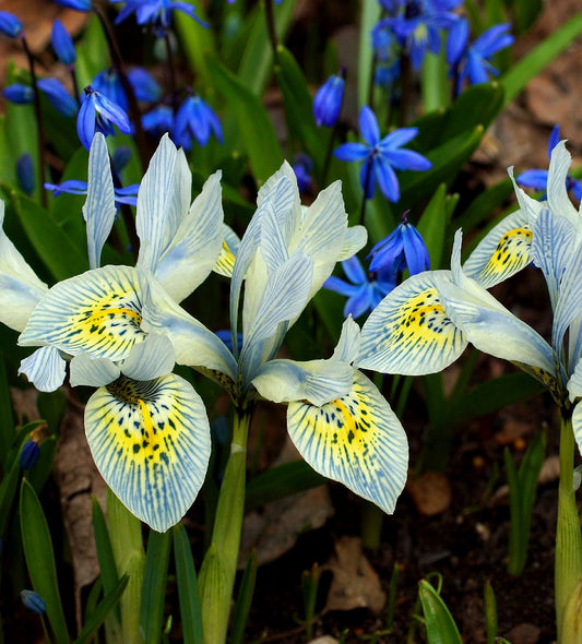 Iris 'Katharine Hodgkin'