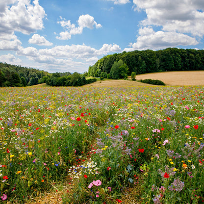 wildflower seeds block of the month Favorite Meadow Wildflower Seed Mix