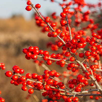 Winterberry Tree Seeds (Ilex verticillata)