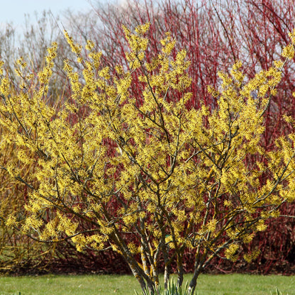 Witch-hazel Tree Seeds (Hamamelis virginiana)