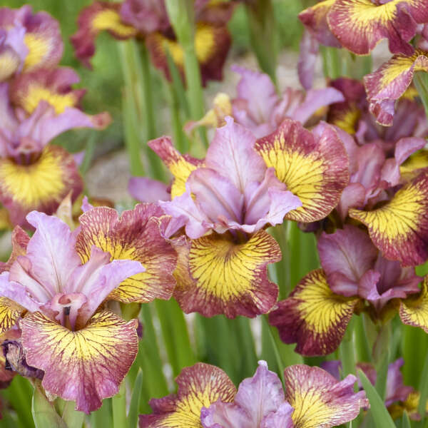 Siberian Iris Fiddles on Fire