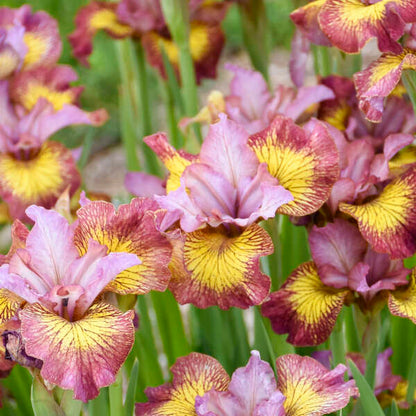 Siberian Iris Fiddles on Fire