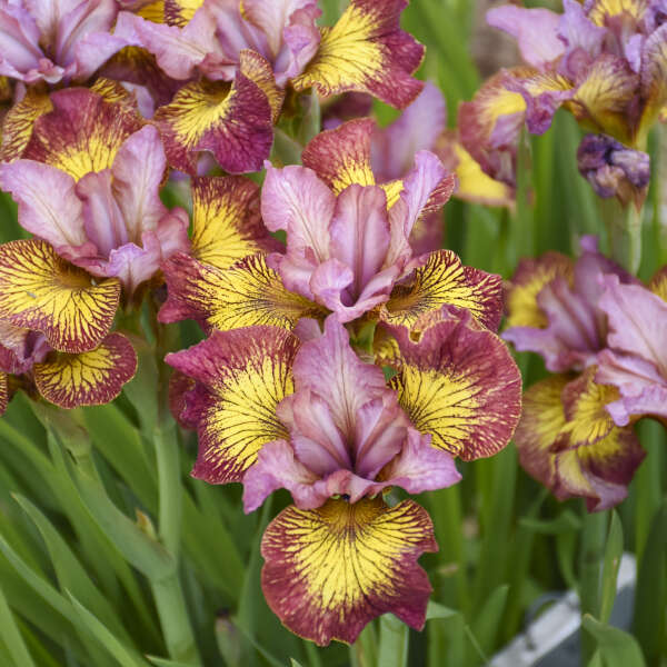 Siberian Iris Fiddles on Fire