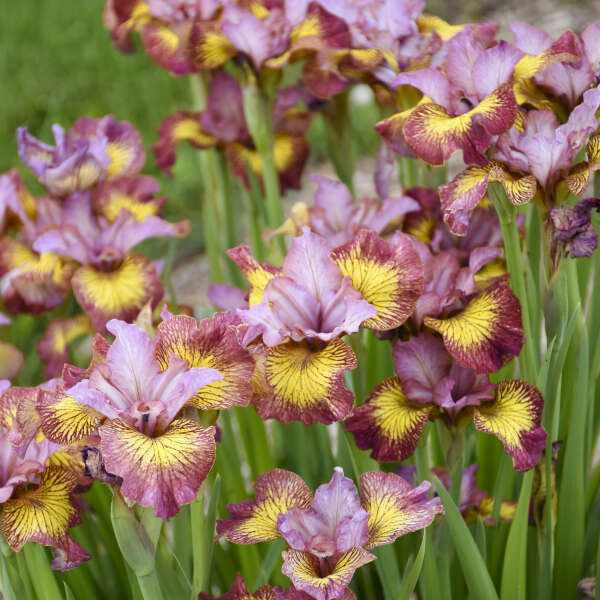Siberian Iris Fiddles on Fire