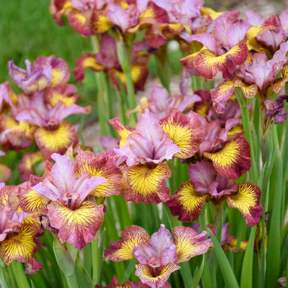 Siberian Iris Fiddles on Fire