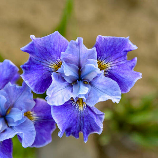Siberian Iris Tutu Blue