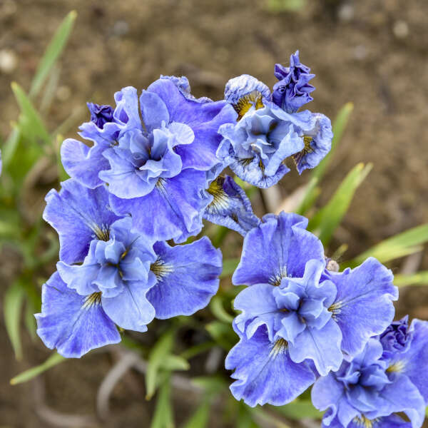 Siberian Iris Tutu Blue