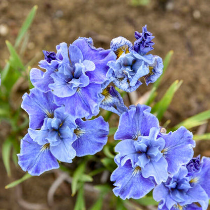 Siberian Iris Tutu Blue