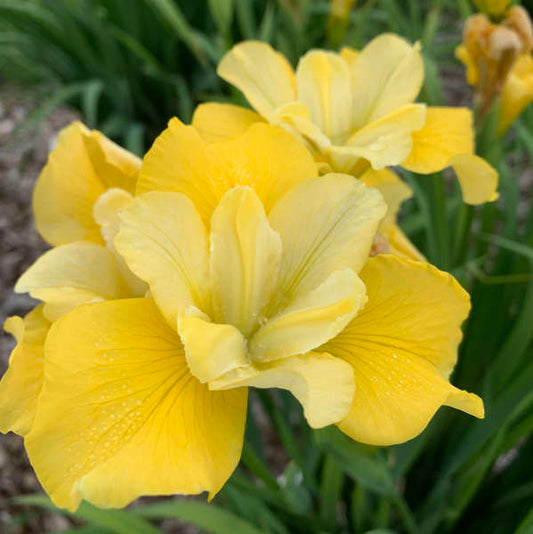 Siberian Iris Sunfisher