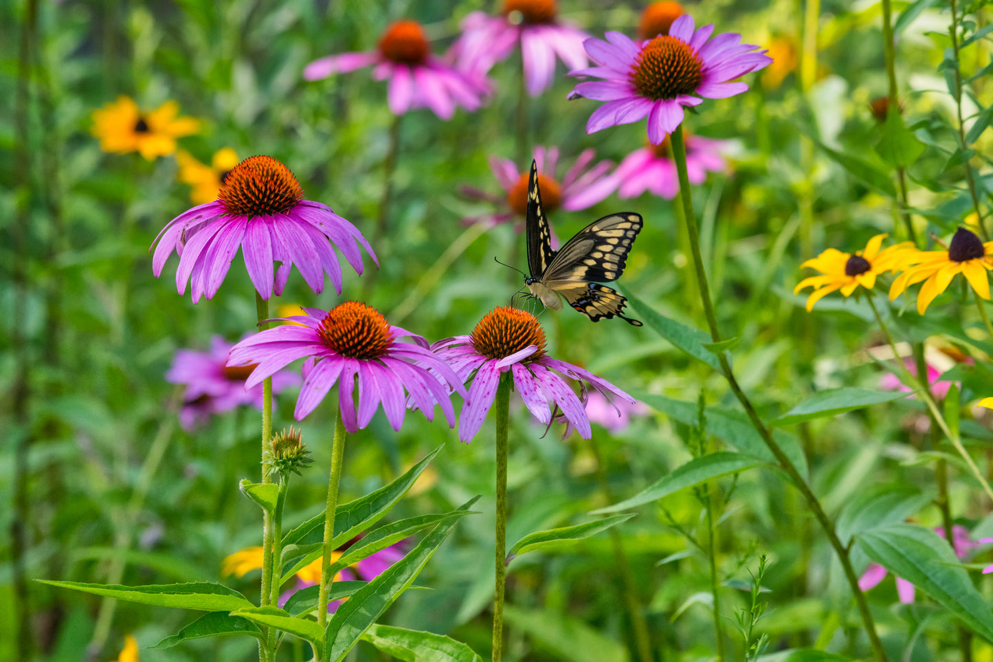 Favorite Meadow Wildflower Seed Mix