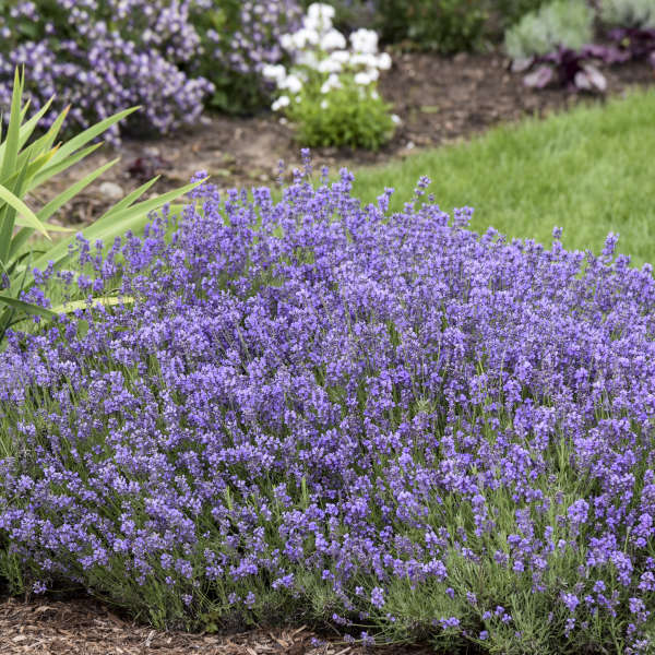 Munstead Lavender Herb Plant