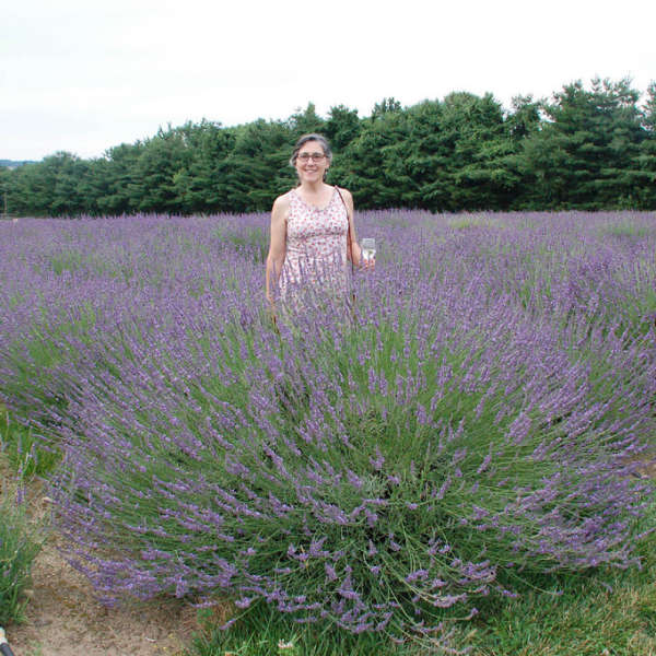 2 Live French Lavender Plants Flower Purple Lavender Plant, 4 Inch Pot for  Planting, Ready to Plant