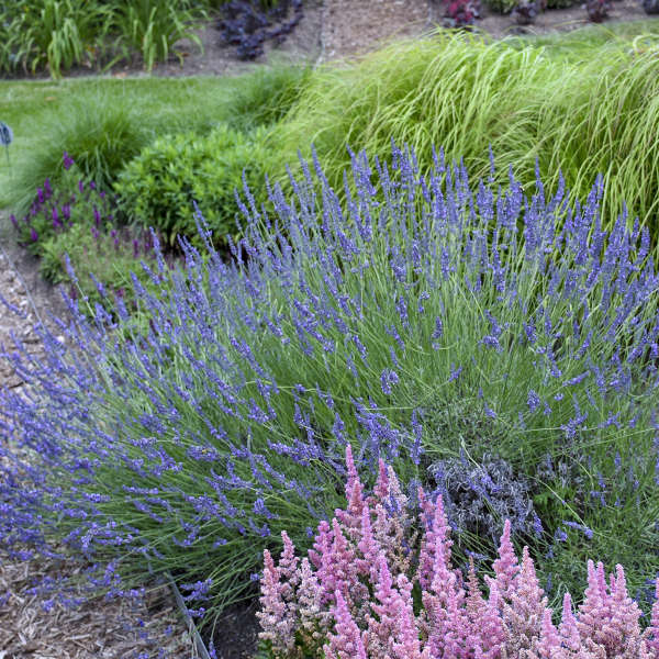 Lavender 'Phenomenal'