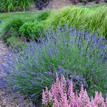 Lavender 'Phenomenal'