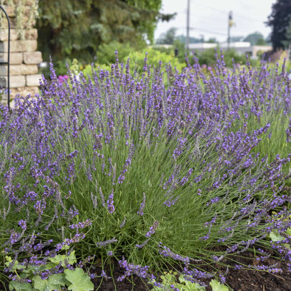 Live Lavender Plant in Moss Pot