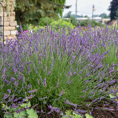 Lavender 'Phenomenal'