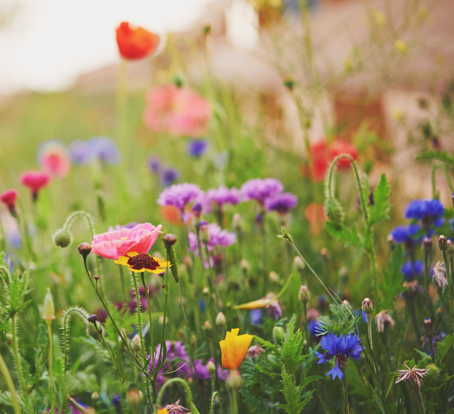 Annual Low Grow Wildflower Seed Mix