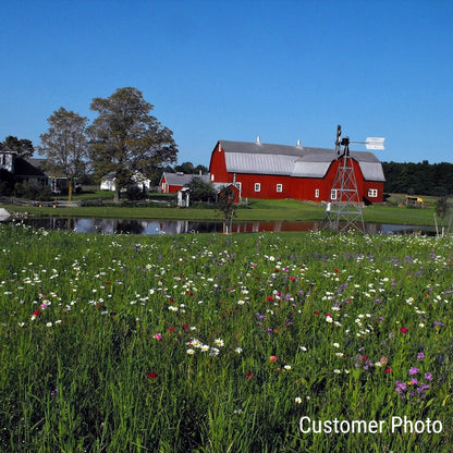 Midwest Wildflower Seed Mix