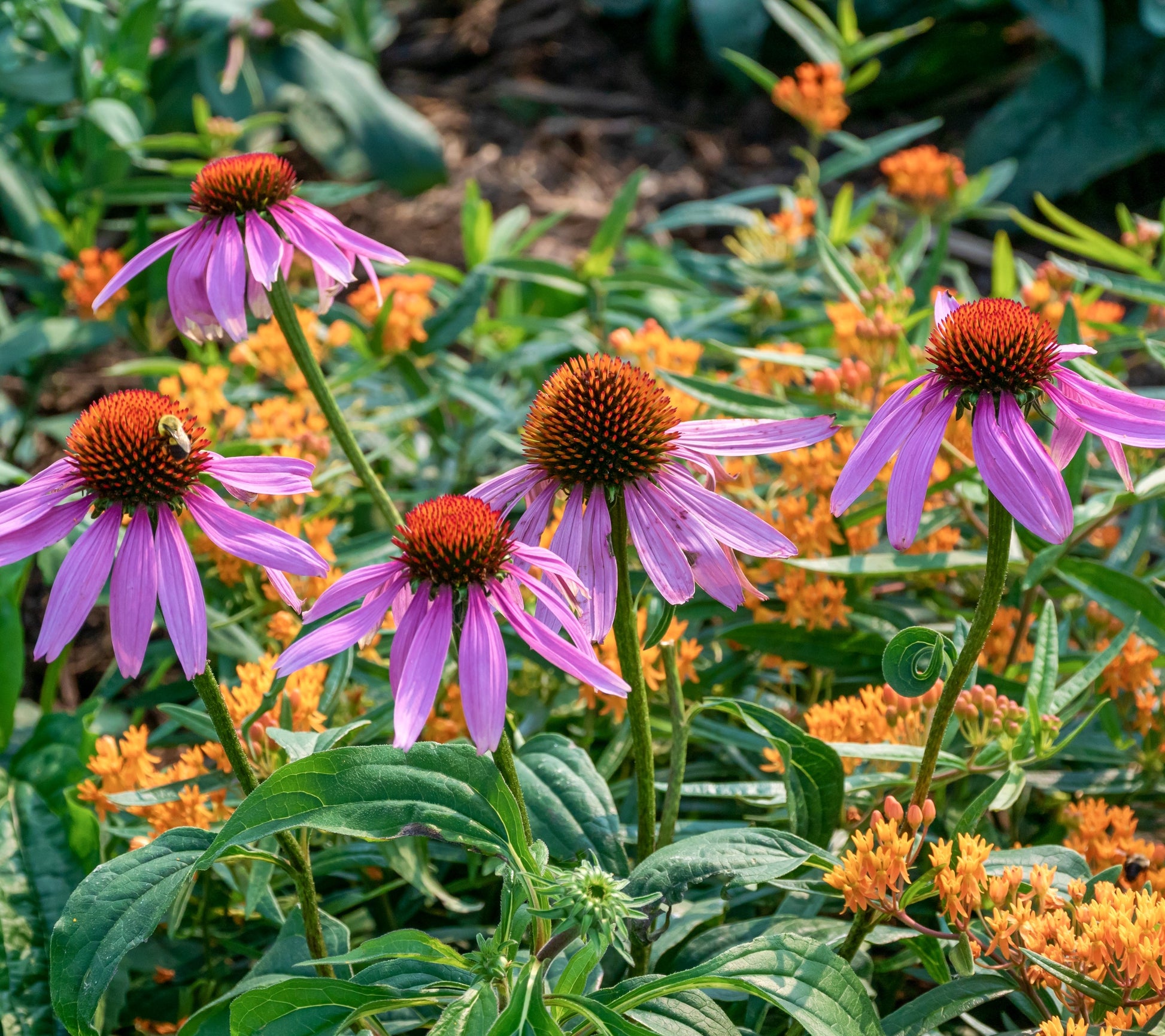 wildflower seeds minnesota Midwest Native Wildflower Seed Mix – Vermont Wildflower Farm