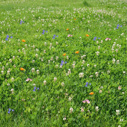 Magic Carpet Clover, Grass and Wildflower Seed Mix