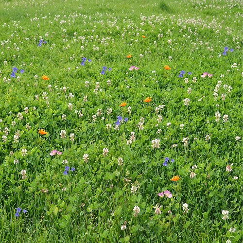 Magic Carpet Clover, Grass and Wildflower Seed Mix