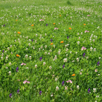 seed carpet wildflower Magic Carpet Clover and Wildflower Seed Mix