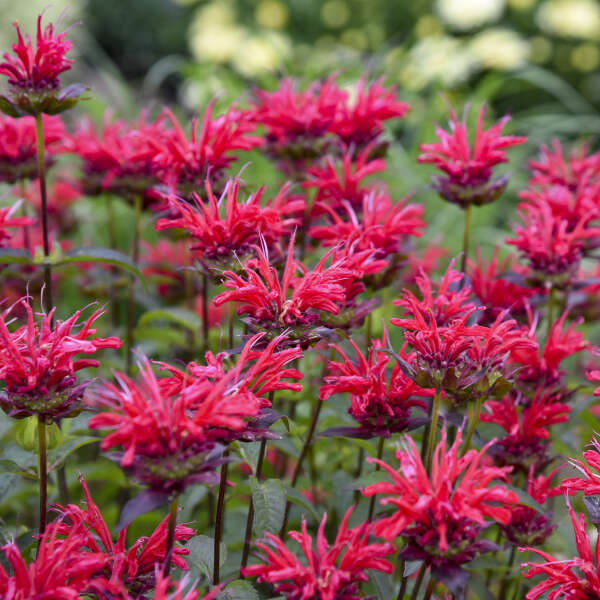 Monarda Red Velvet - Bee Balm