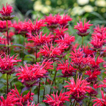 Monarda Red Velvet - Bee Balm