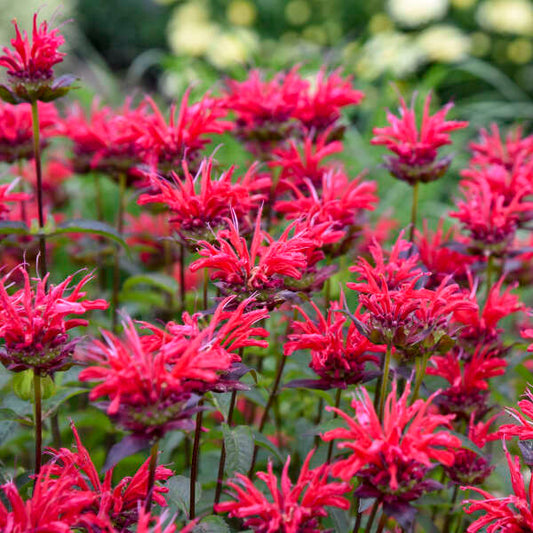 Monarda Red Velvet - Bee Balm
