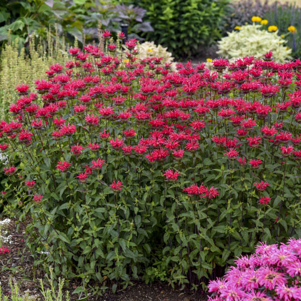 Monarda Red Velvet - Bee Balm