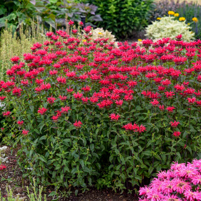 Monarda Red Velvet - Bee Balm