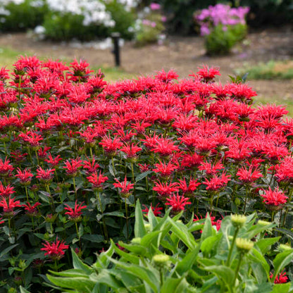 Monarda Red Velvet - Bee Balm