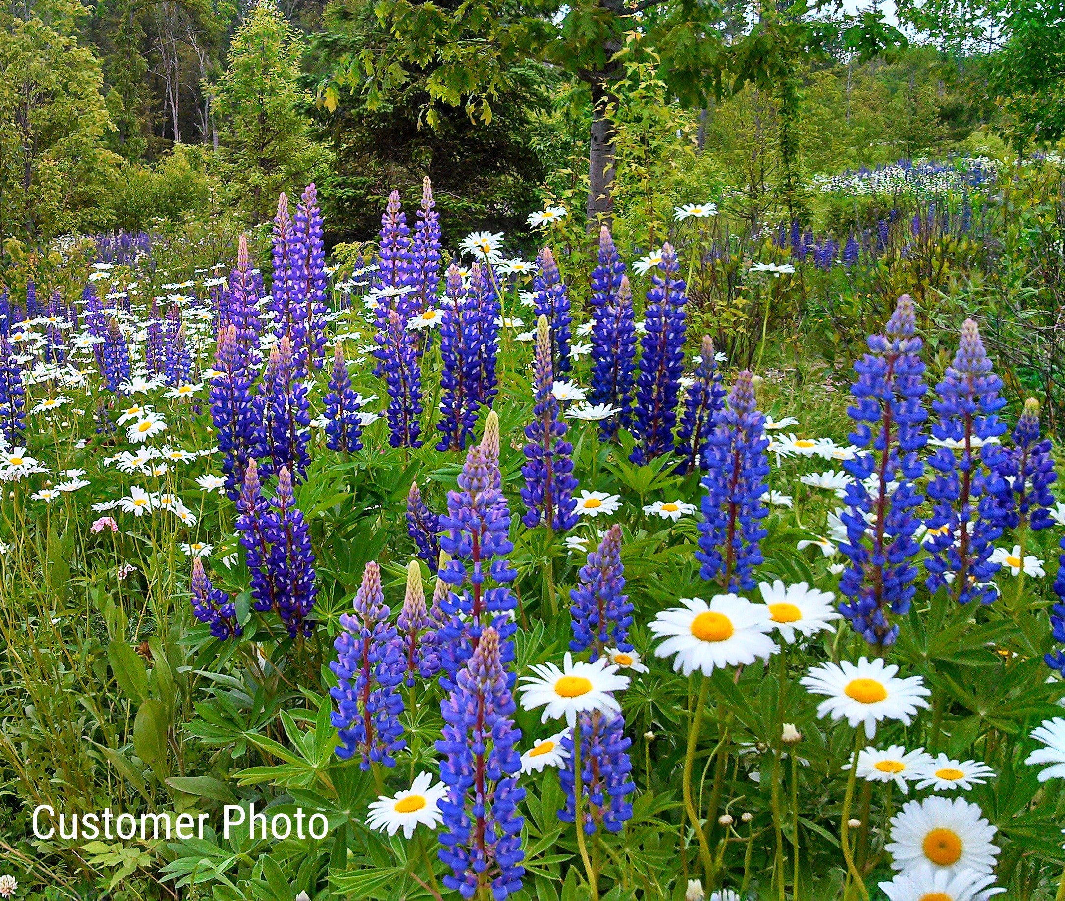 Northeast Wildflower Seed Mix Vermont Wildflower Farm
