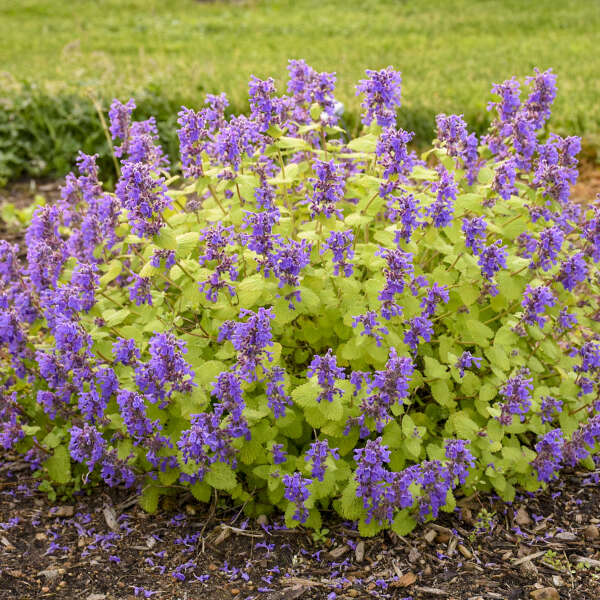 Nepeta Chartreuse on the Loose (Catmint)