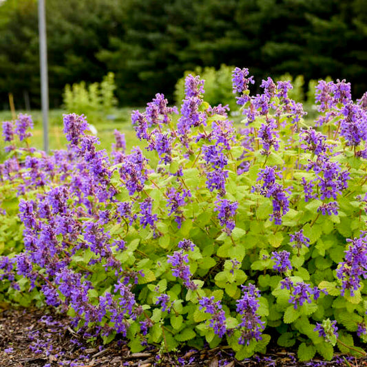 Nepeta Chartreuse on the Loose (Catmint)