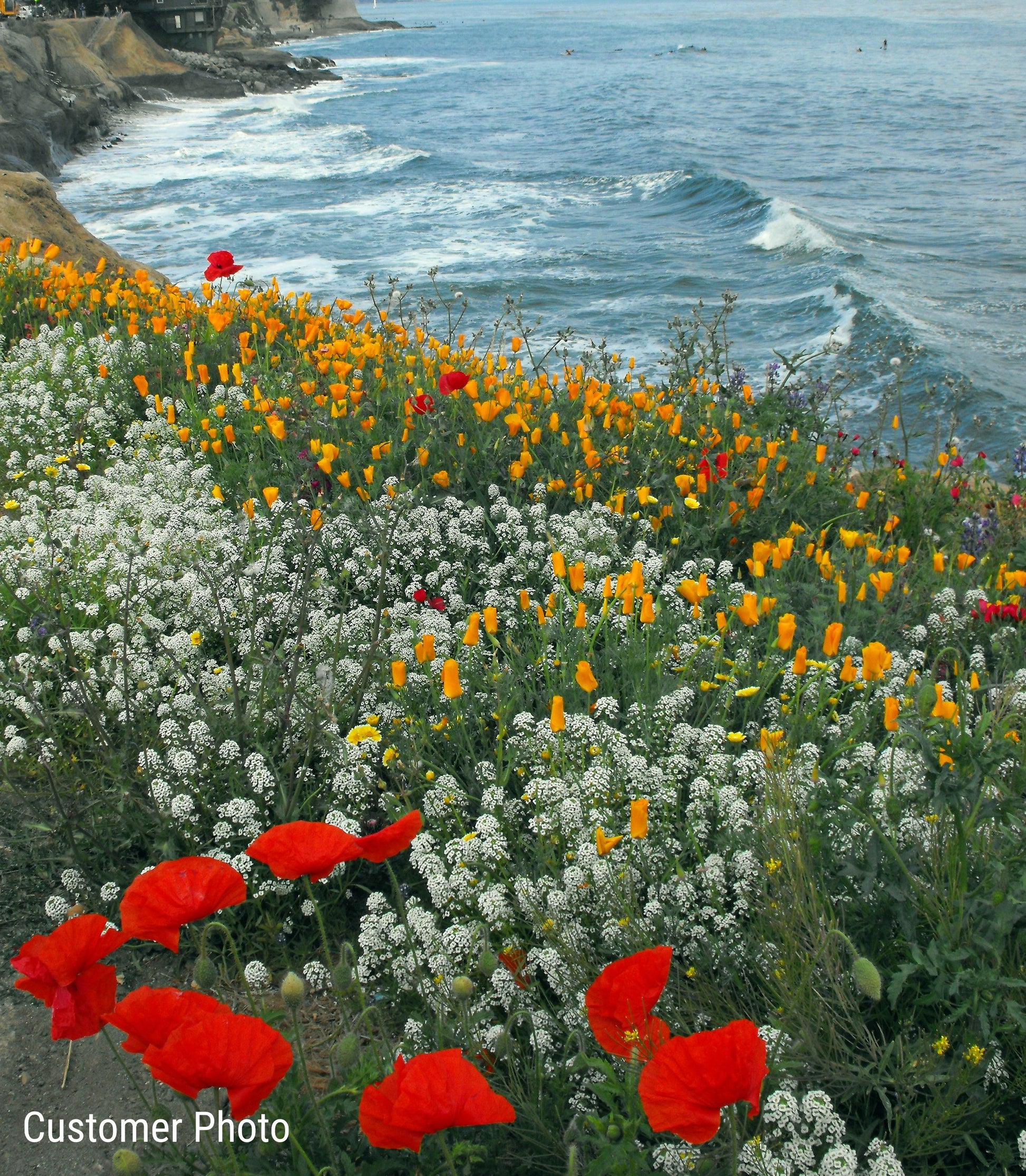 pacific northwest wildflower seed mix Pacific Northwest Wildflower Seed Mix – Vermont Wildflower Farm