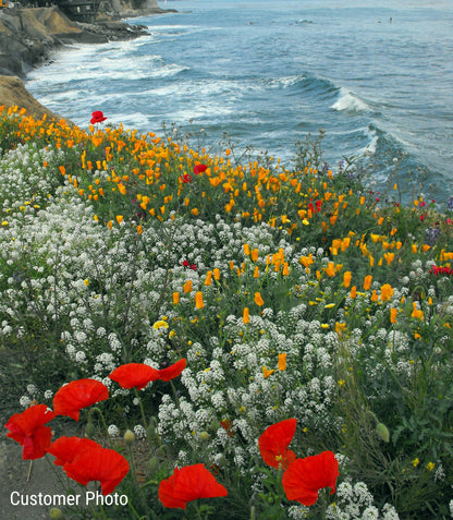 Pacific Northwest Wildflower Seed Mix