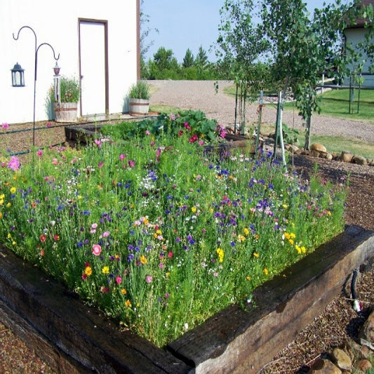 Pretty Patio Wildflower Seed Mix