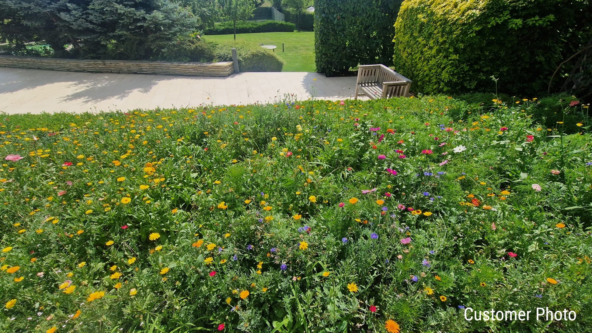 patio plant seeds Pretty Patio Wildflower Seed Mix – Vermont Wildflower Farm