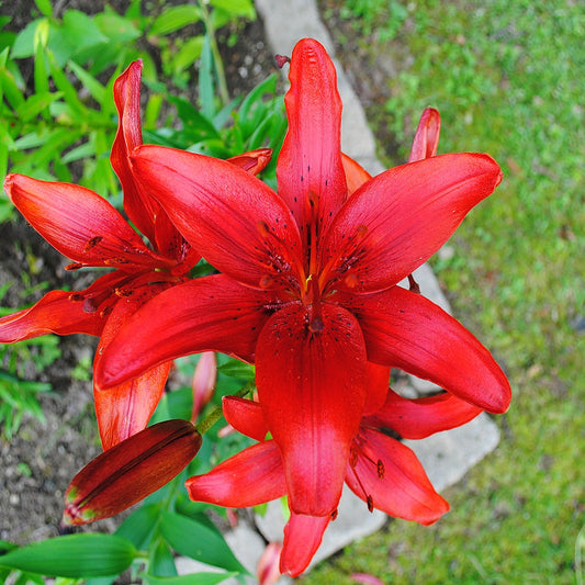 Asiatic Lily 'Red Country'