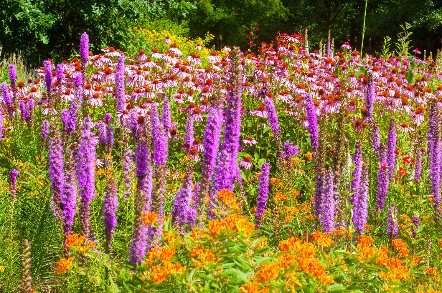 vermont wild flower seeds Favorite Meadow Wildflower Seed Mix – Vermont Wildflower Farm