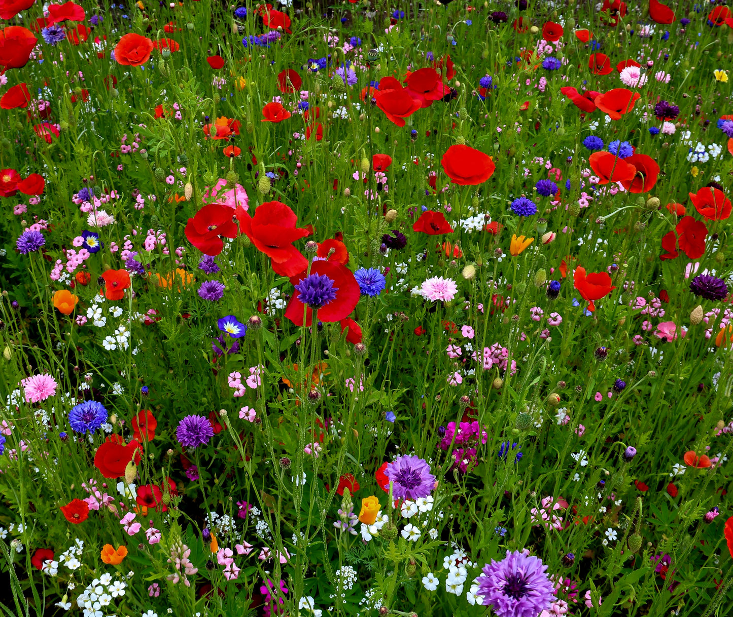 Showstopper Wildflower Seed Mix