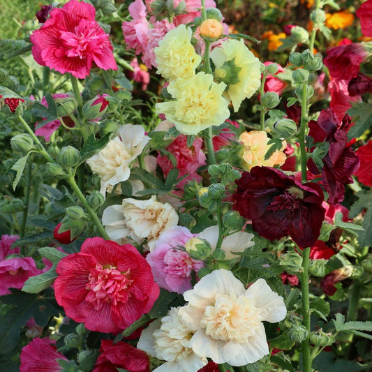 Hollyhock Chater’s Double Mix Seeds (Alcea rosea)