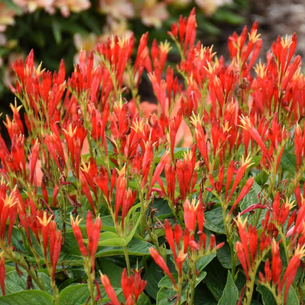 Spigelia Ragin Cajun