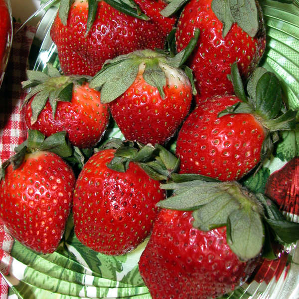 Strawberry Ozark Beauty