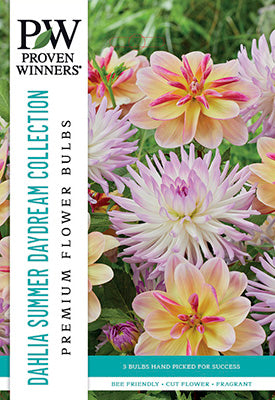 Dahlia Summer Daydream Blend