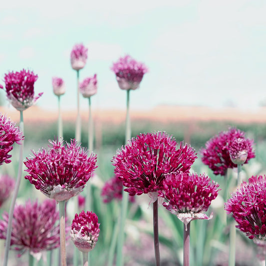 Allium atropurpureum