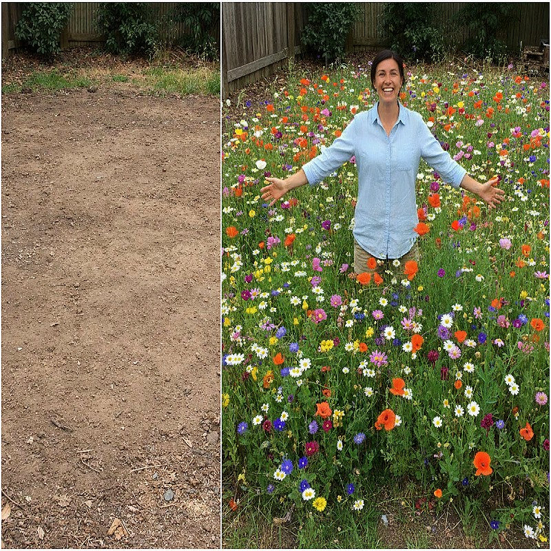 Quick Fix Jumbo Seed Packet (BOGO)